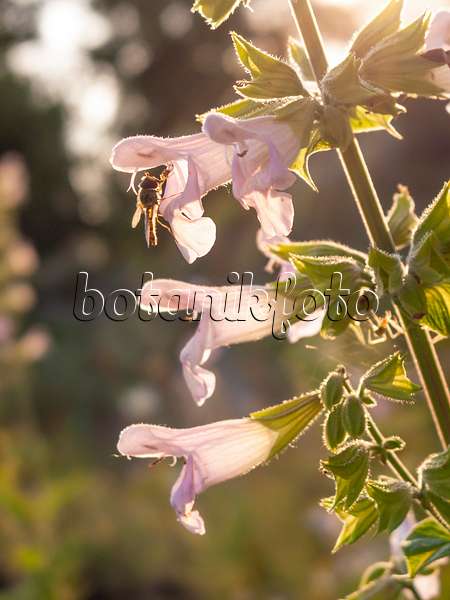 415032 - Balsamic sage (Salvia tomentosa)