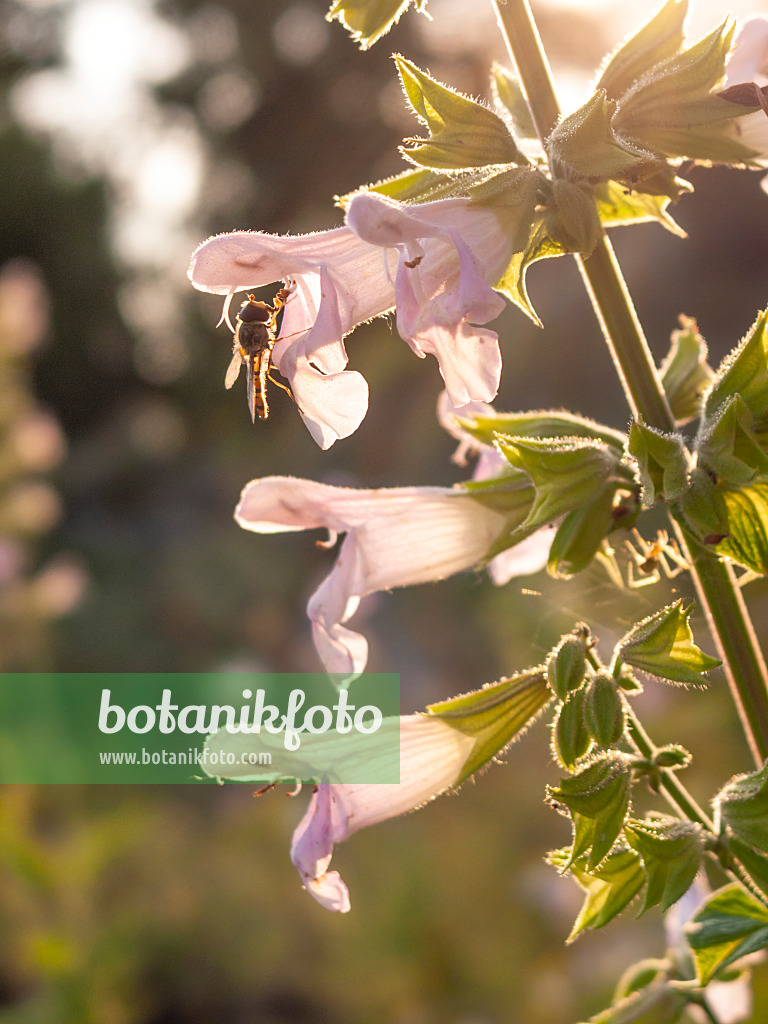 415032 - Balsamic sage (Salvia tomentosa)