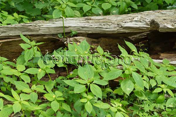 509099 - Balsamine à petites fleurs (Impatiens parviflora) sur un tronc d'arbre mort
