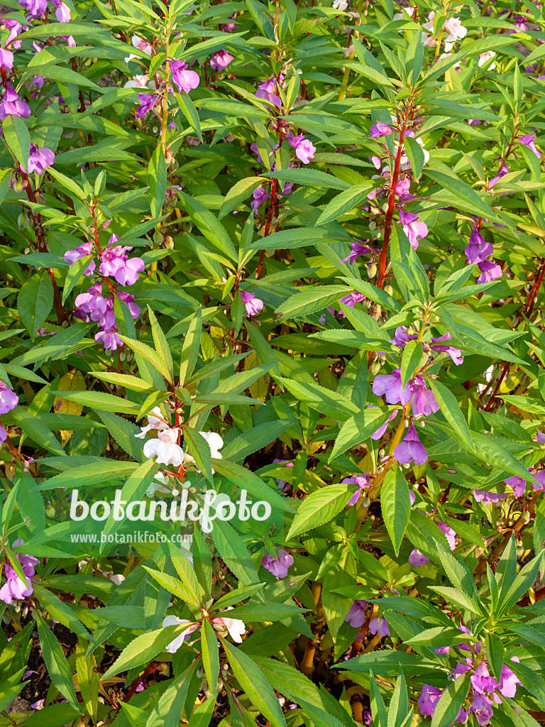 440221 - Balsamine des jardins (Impatiens balsamina)