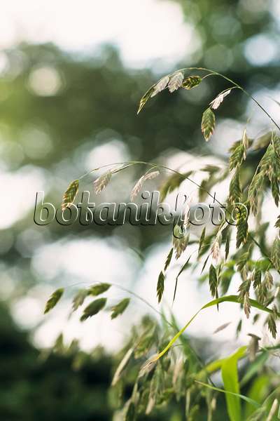 393055 - Bamboo grass (Chasmanthium latifolium syn. Uniola latifolia)