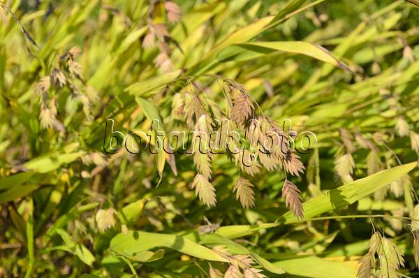 500070 - Bamboo grass (Chasmanthium latifolium syn. Uniola latifolia)