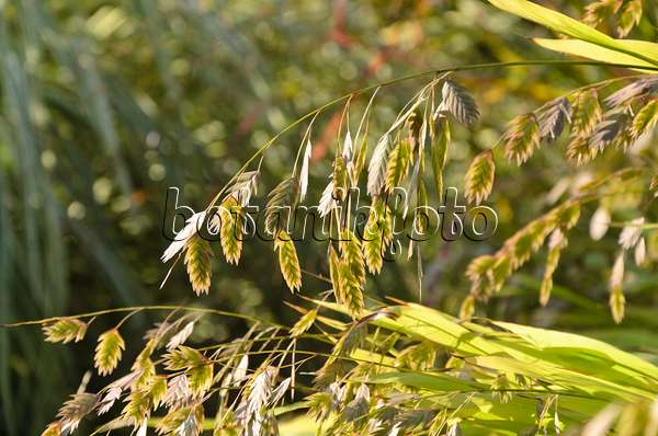 500071 - Bamboo grass (Chasmanthium latifolium syn. Uniola latifolia)