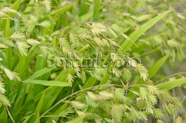 547361 - Bamboo grass (Chasmanthium latifolium syn. Uniola latifolia)