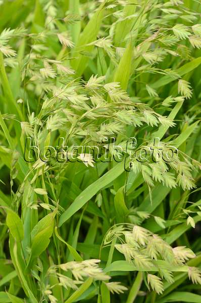 547362 - Bamboo grass (Chasmanthium latifolium syn. Uniola latifolia)