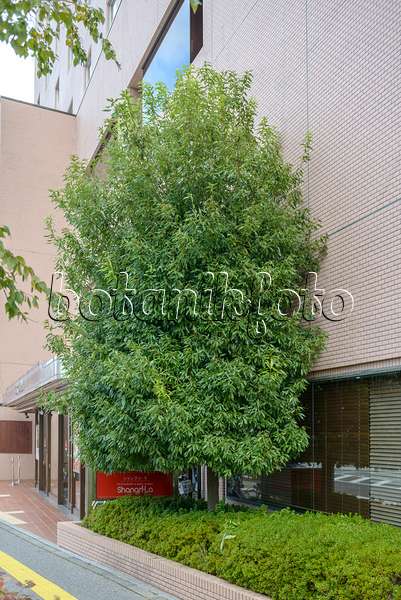 558204 - Bamboo-leaf oak (Quercus myrsinifolia)