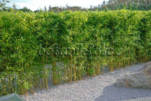 517070 - Bamboo (Phyllostachys aureosulcata 'Aureocaulis')