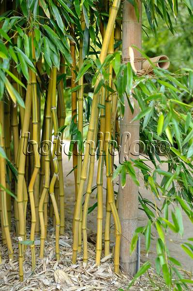 517072 - Bamboo (Phyllostachys aureosulcata 'Aureocaulis')