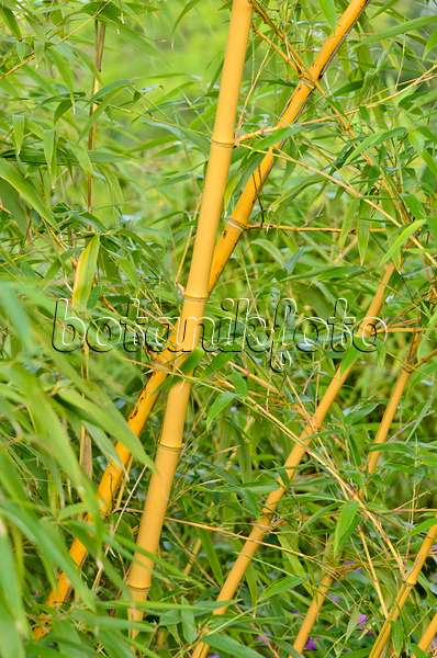 534418 - Bamboo (Phyllostachys aureosulcata 'Aureocaulis')