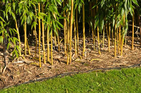 535184 - Bamboo (Phyllostachys aureosulcata 'Aureocaulis') with rhizome barrier