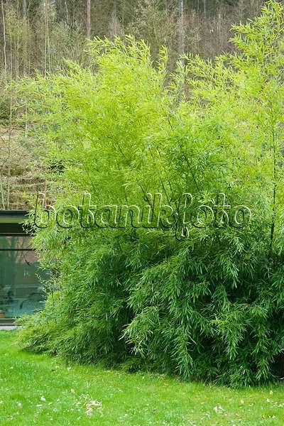 490106 - Bamboo (Phyllostachys bissetii)