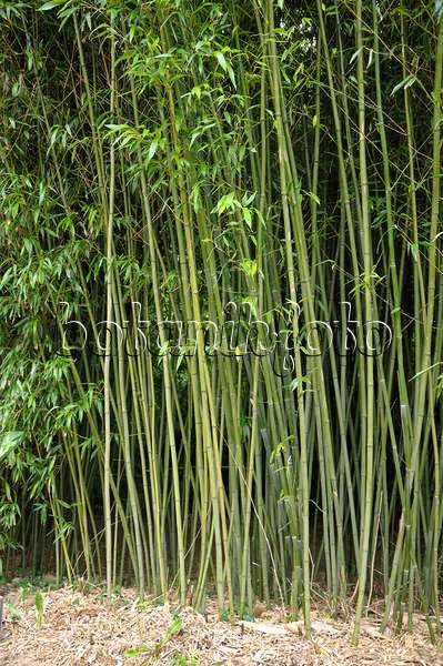 517073 - Bamboo (Phyllostachys bissetii)