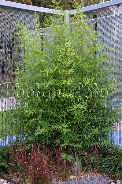 517074 - Bamboo (Phyllostachys bissetii)