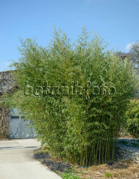 558177 - Bamboo (Phyllostachys bissetii)