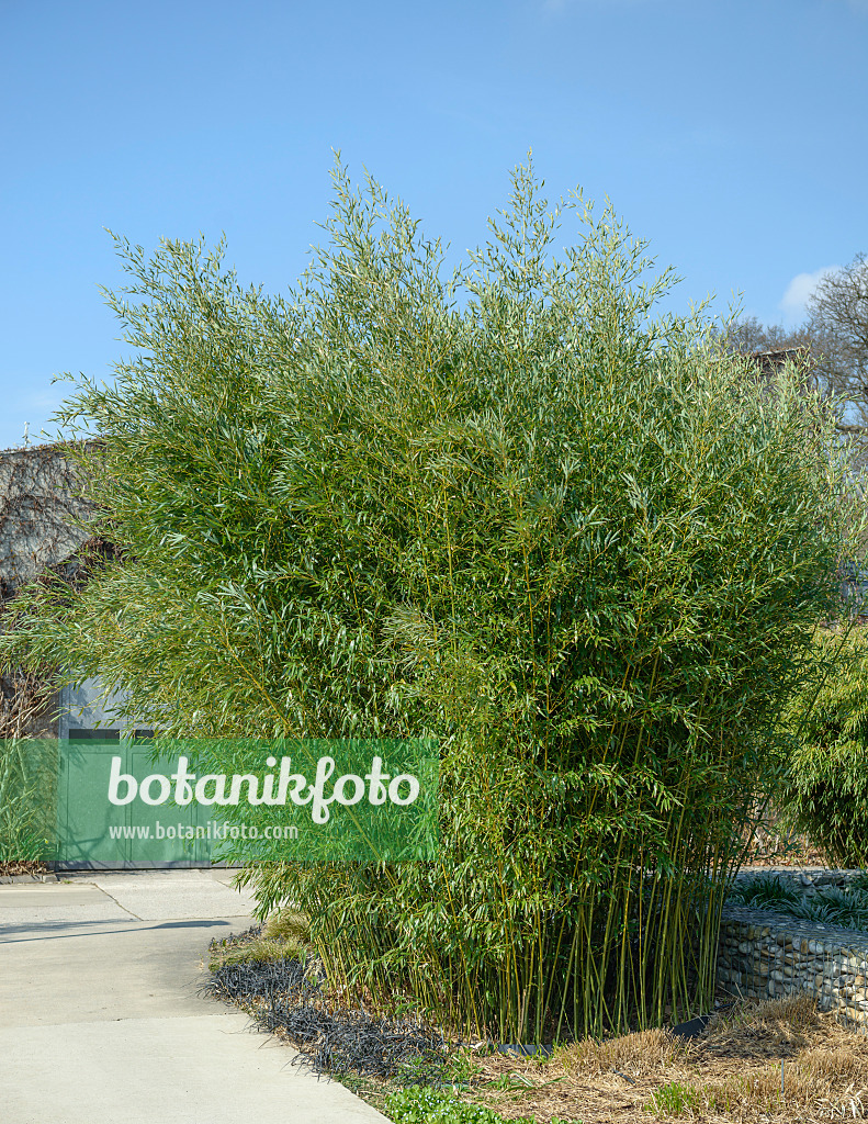 558177 - Bamboo (Phyllostachys bissetii)