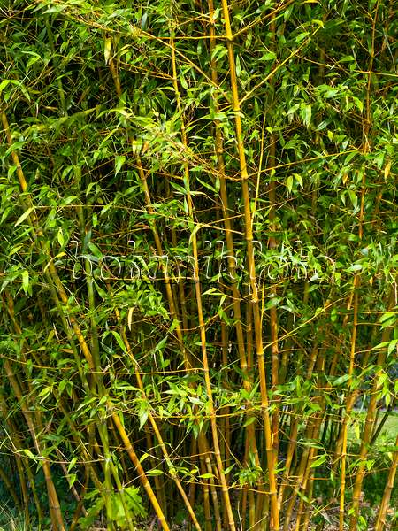 441167 - Bamboo (Phyllostachys propinqua)