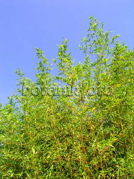 441168 - Bamboo (Phyllostachys propinqua)