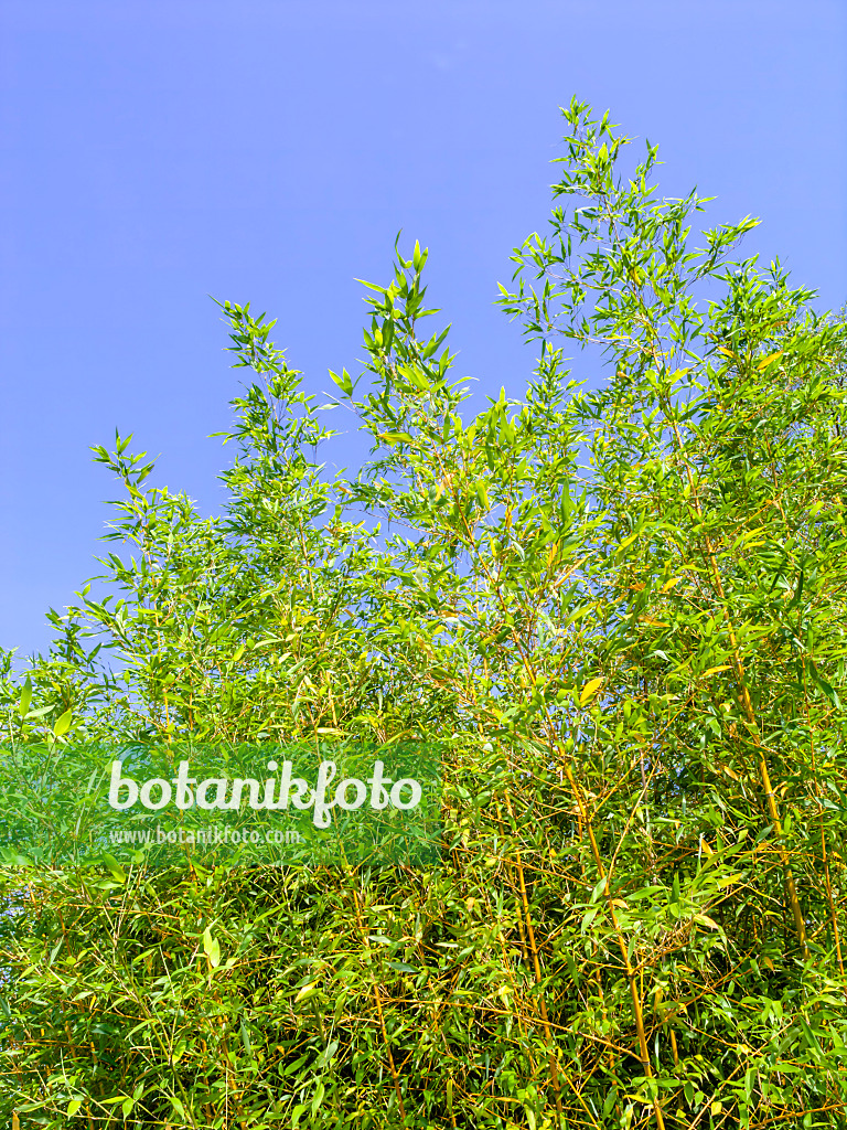 441168 - Bamboo (Phyllostachys propinqua)