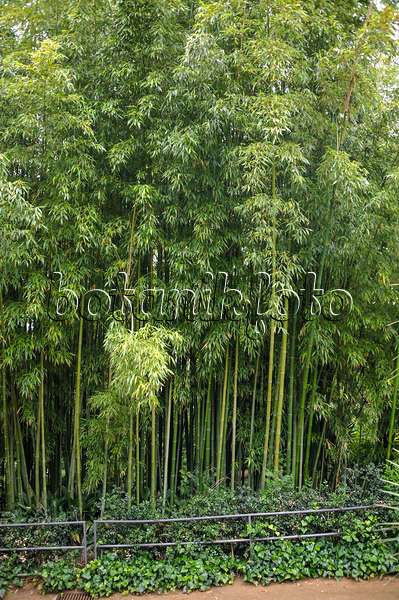 517075 - Bamboo (Phyllostachys viridiglaucescens)