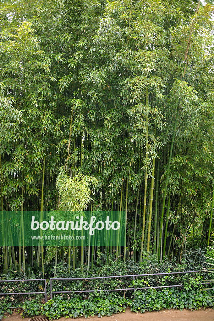 517075 - Bamboo (Phyllostachys viridiglaucescens)