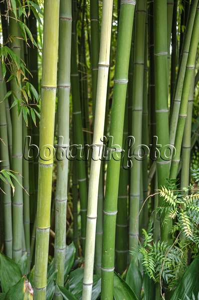 517076 - Bamboo (Phyllostachys viridiglaucescens)