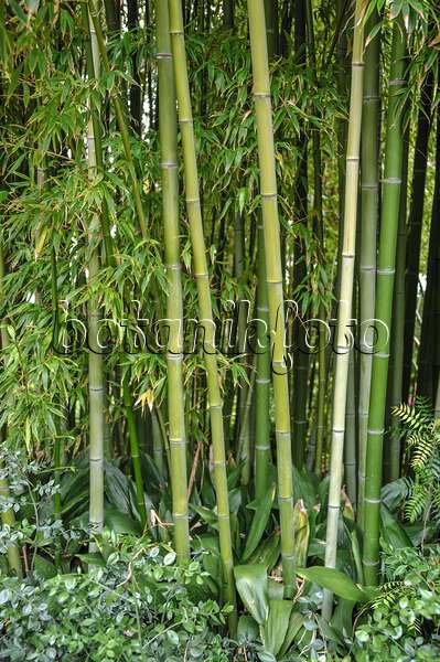 517077 - Bamboo (Phyllostachys viridiglaucescens)