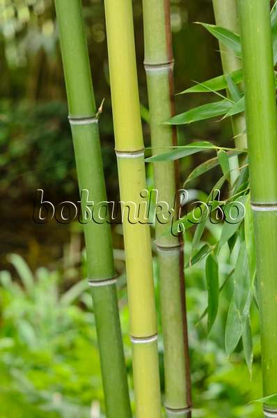 521511 - Bamboo (Phyllostachys viridiglaucescens)