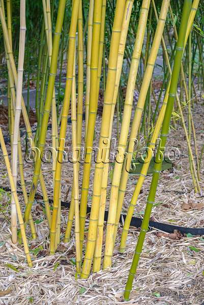 535312 - Bamboo (Phyllostachys vivax)