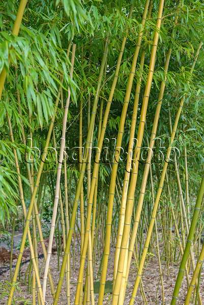 535313 - Bamboo (Phyllostachys vivax)