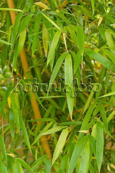 511201 - Bamboo (Phyllostachys vivax 'Aureocaulis')