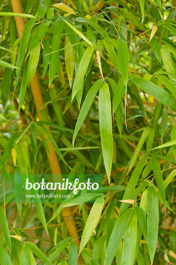 511201 - Bamboo (Phyllostachys vivax 'Aureocaulis')