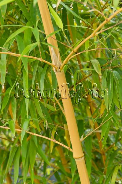 511202 - Bamboo (Phyllostachys vivax 'Aureocaulis')