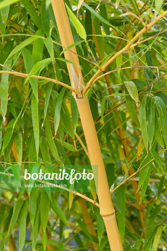 511202 - Bamboo (Phyllostachys vivax 'Aureocaulis')