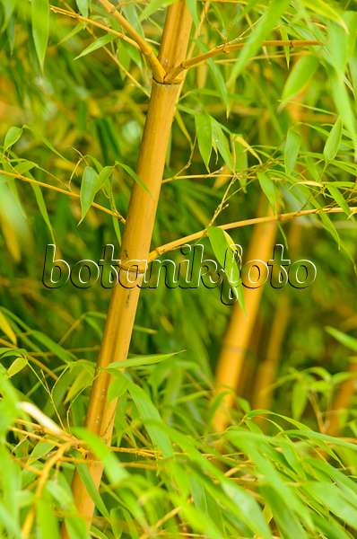 525135 - Bamboo (Phyllostachys vivax 'Aureocaulis')
