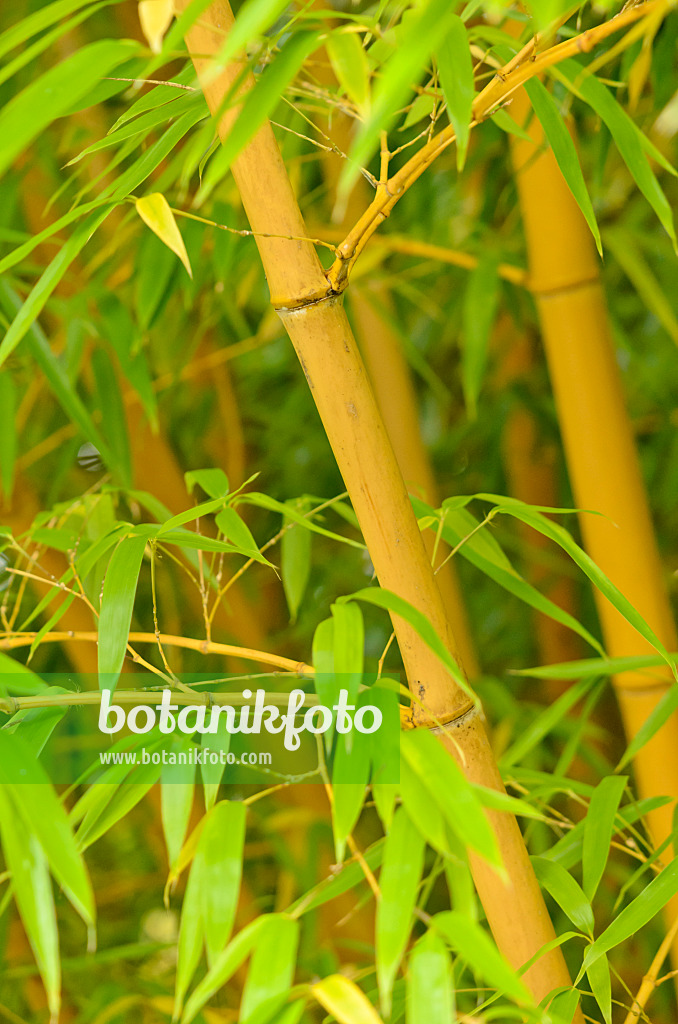 525136 - Bamboo (Phyllostachys vivax 'Aureocaulis')