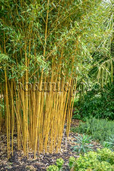 547216 - Bamboo (Phyllostachys vivax 'Aureocaulis')