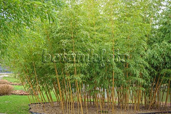 535311 - Bamboo (Phyllostachys vivax 'Aureocaulis') with rhizome barrier