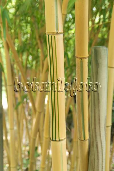 638179 - Bamboo (Phyllostachys vivax 'Huanwnzhu Inversa')