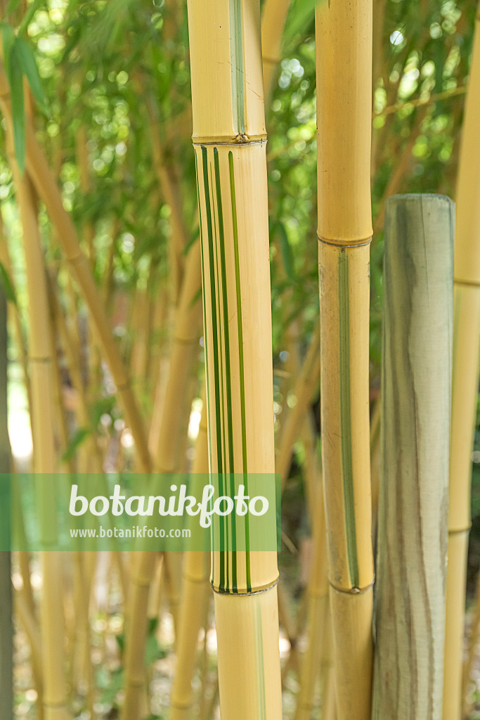 638179 - Bamboo (Phyllostachys vivax 'Huanwnzhu Inversa')