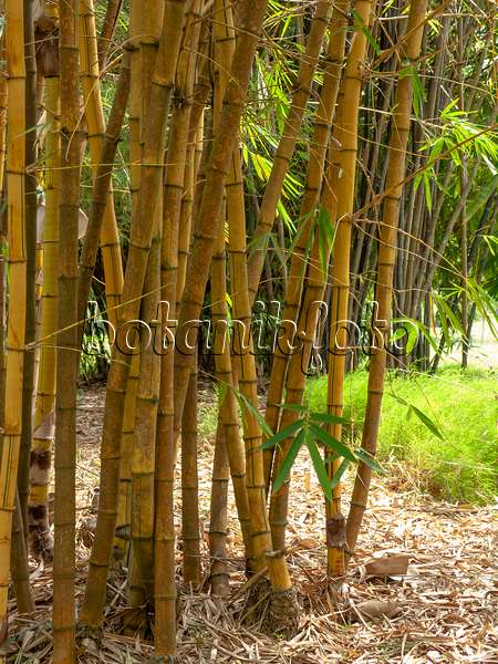 434216 - Bambou (Bambusa vulgaris 'Vittata')