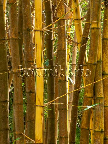 434394 - Bambou (Bambusa vulgaris 'Vittata')