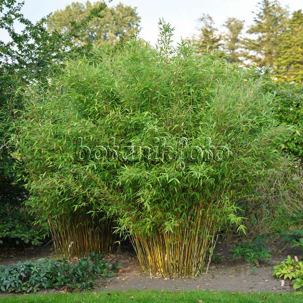 517066 - Bambou (Fargesia murieliae 'Frya' syn. Thamnocalamus spathaceus 'Frya')