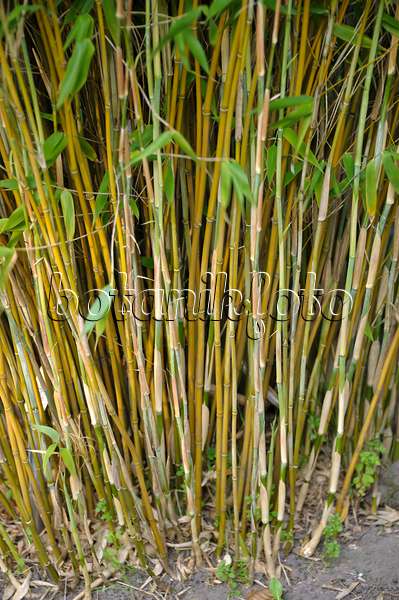 517067 - Bambou (Fargesia murieliae 'Frya' syn. Thamnocalamus spathaceus 'Frya')