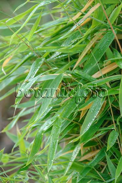 535273 - Bambou (Fargesia murieliae 'Jumbo' syn. Thamnocalamus spathaceus 'Jumbo')
