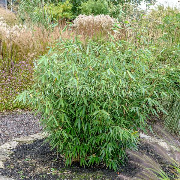 607051 - Bambou (Fargesia robusta 'Campbell')