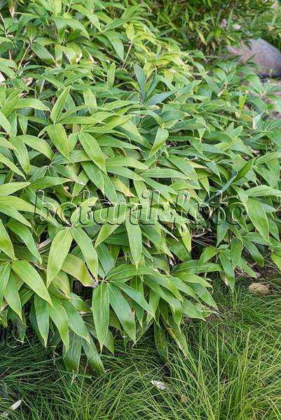 638338 - Bambou nain (Sasa kurilensis)