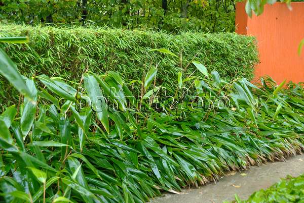 517086 - Bambou nain (Sasa palmata 'Nebulosa')