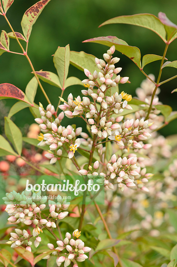 534419 - Bambou sacré (Nandina domestica)