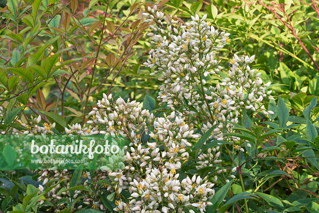 573024 - Bambou sacré (Nandina domestica)