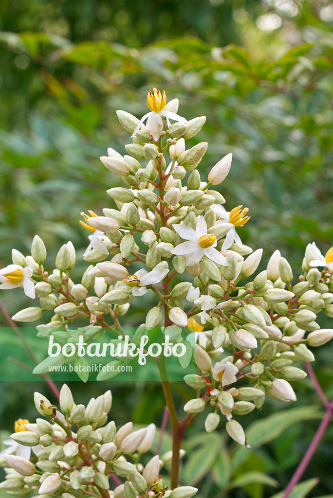 573120 - Bambou sacré (Nandina domestica)